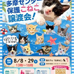 多摩センター子猫の譲渡会 サムネイル1