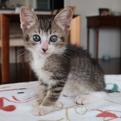 多摩センター子猫の譲渡会 サムネイル2