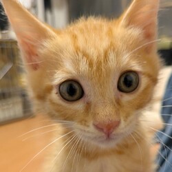 多摩センター子猫の譲渡会 サムネイル3