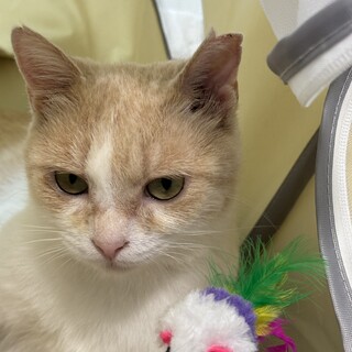 甘えん坊の子猫♡あいちゃん