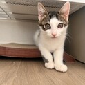 ヤンチャで甘えん坊♡ミナ