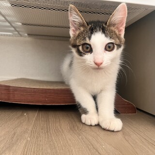 ヤンチャで甘えん坊♡ミナ
