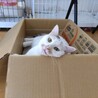 マイペースなおてんば娘「つきみ」ちゃん サムネイル6
