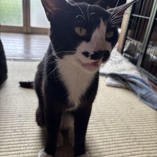 とても人懐っこい黒猫