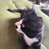 とても人懐っこい黒猫 サムネイル2