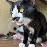 とても人懐っこい黒猫 サムネイル3