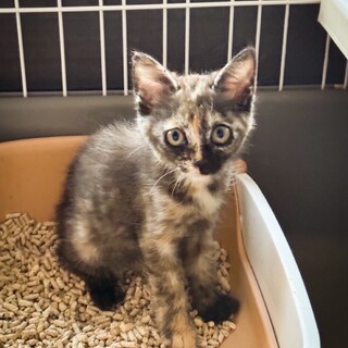 カラスに襲われた生後1ヶ月の子猫