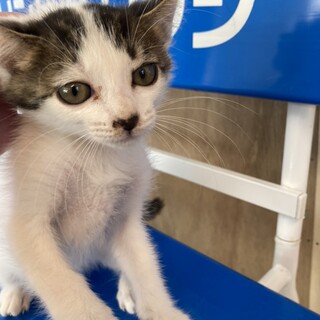 もこ