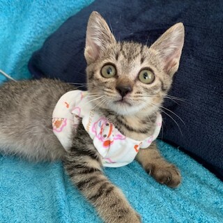 人懐こいふくふくのパステルキジトラゼットン君３ヶ月