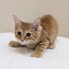 8/9高田馬場★にのちゃん★人も猫も遊びも大好き サムネイル2