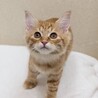 8/9高田馬場★にのちゃん★人も猫も遊びも大好き サムネイル3