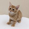 8/9高田馬場★にのちゃん★人も猫も遊びも大好き サムネイル4