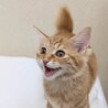 8/9高田馬場★にのちゃん★人も猫も遊びも大好き サムネイル5