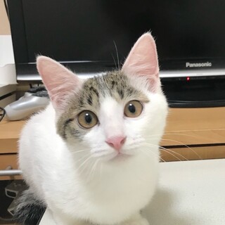 8/9高田馬場★ルクくん★控えめに甘えるよ