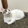 8/9高田馬場★ルクくん★控えめに甘えるよ サムネイル3