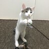 8/9高田馬場★ルクくん★控えめに甘えるよ サムネイル4