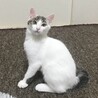 8/9高田馬場★ルクくん★控えめに甘えるよ サムネイル6