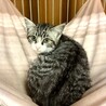 美しいお顔の夏生くん サムネイル2