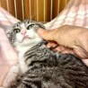 美しいお顔の夏生くん サムネイル3
