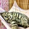 甘えん坊すぎる冬華ちゃん サムネイル3