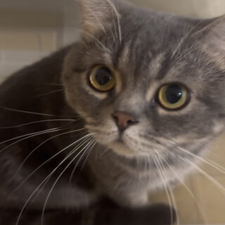 急募,穏やかで可愛い猫