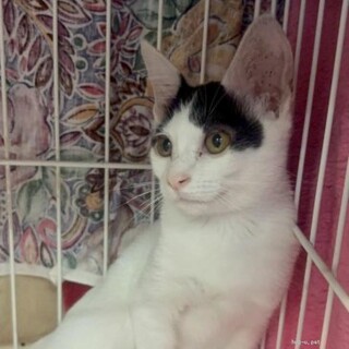 人馴れ抜群　人間大好き猫も好き　めろんちゃん