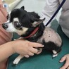 16歳シニアのチワワのココ サムネイル2