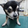 16歳シニアのチワワのココ サムネイル3