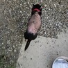16歳シニアのチワワのココ サムネイル4