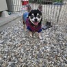 16歳シニアのチワワのココ サムネイル5