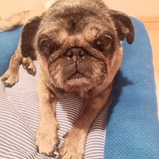 ぱっちりお目目のパグのぐりちゃん