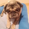 ぱっちりお目目のパグのぐりちゃん サムネイル2