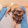 ぱっちりお目目のパグのぐりちゃん サムネイル3