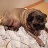 ぱっちりお目目のパグのぐりちゃん