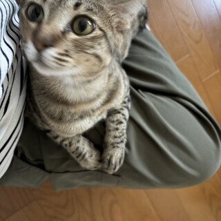 里親募集