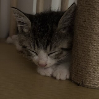 幸せを引っ掛けるかぎしっぽの子猫ちゃん！！