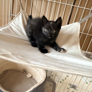 額と胸の模様がトレードマーク！さび猫のつきちゃん！