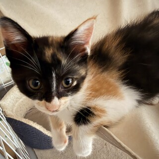 仮面を被ってるようなお顔の三毛猫！らてちゃん！