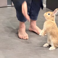 マック