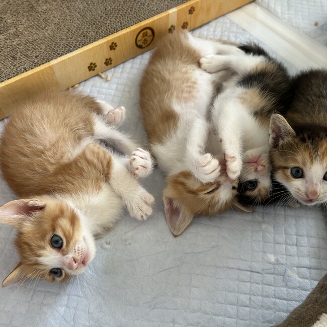 はぴねこ(大分)のカバー写真