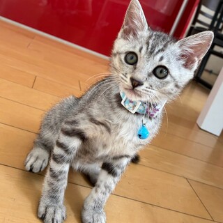 シルバーのきれいな毛並み❤️サバ美