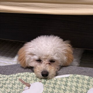 近所の方に里親決定致しました
