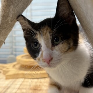 めっちゃ可愛いミケちゃん