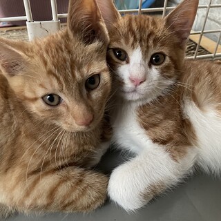 人馴れ順調♡2匹一緒に