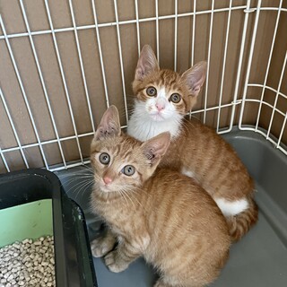 人馴れ順調♡2匹一緒に