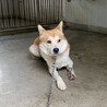 見た目は柴風味、人馴れ頑張り中、控えめ性格の男の子