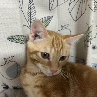 4ヶ月 茶トラの男の子