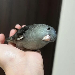 サザナミインコ モーブ成鳥 里親募集