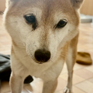シバ愛好家さん必見！柴犬のクマ」兵庫県 - 犬の里親募集(496391) 1枚