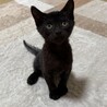 黒猫